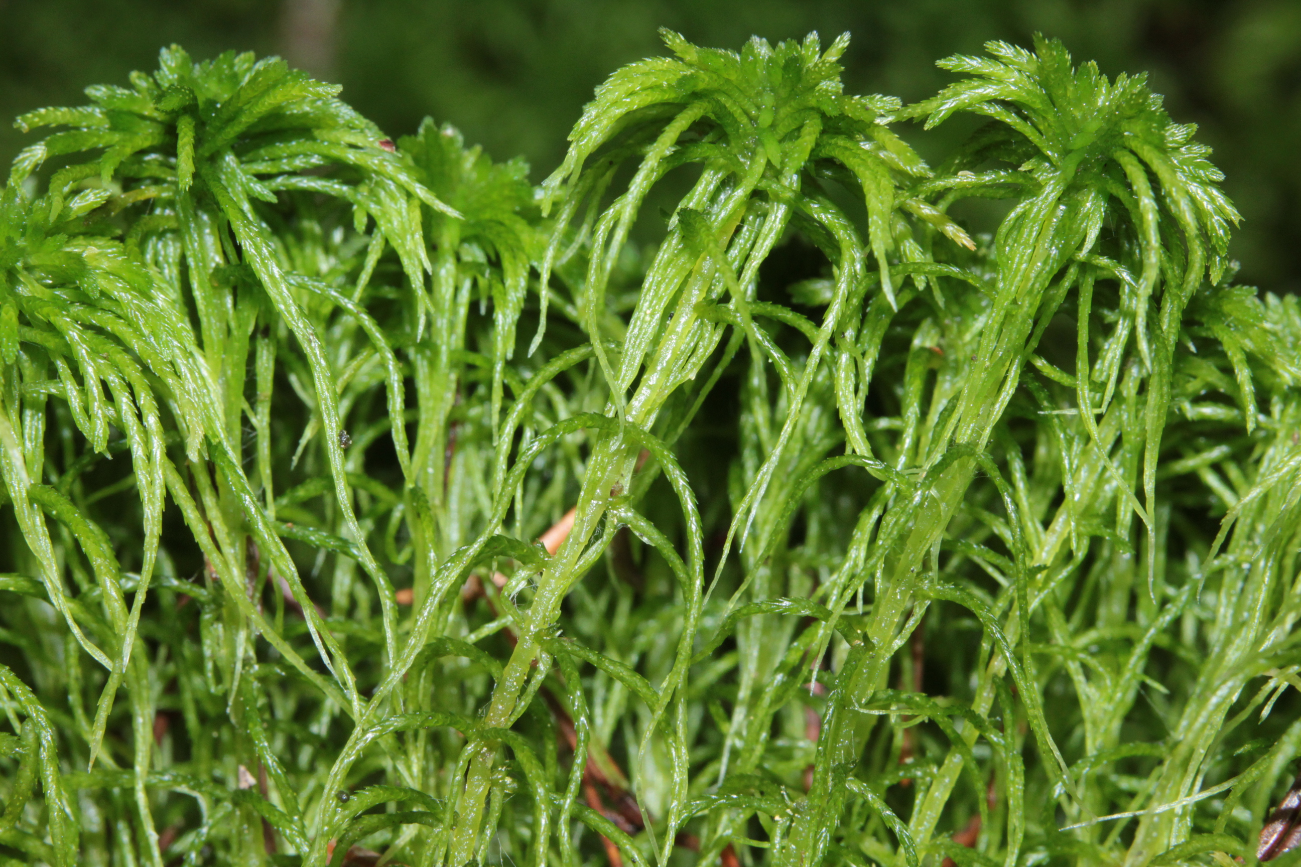 Girgensohn's Sphagnum photo 5