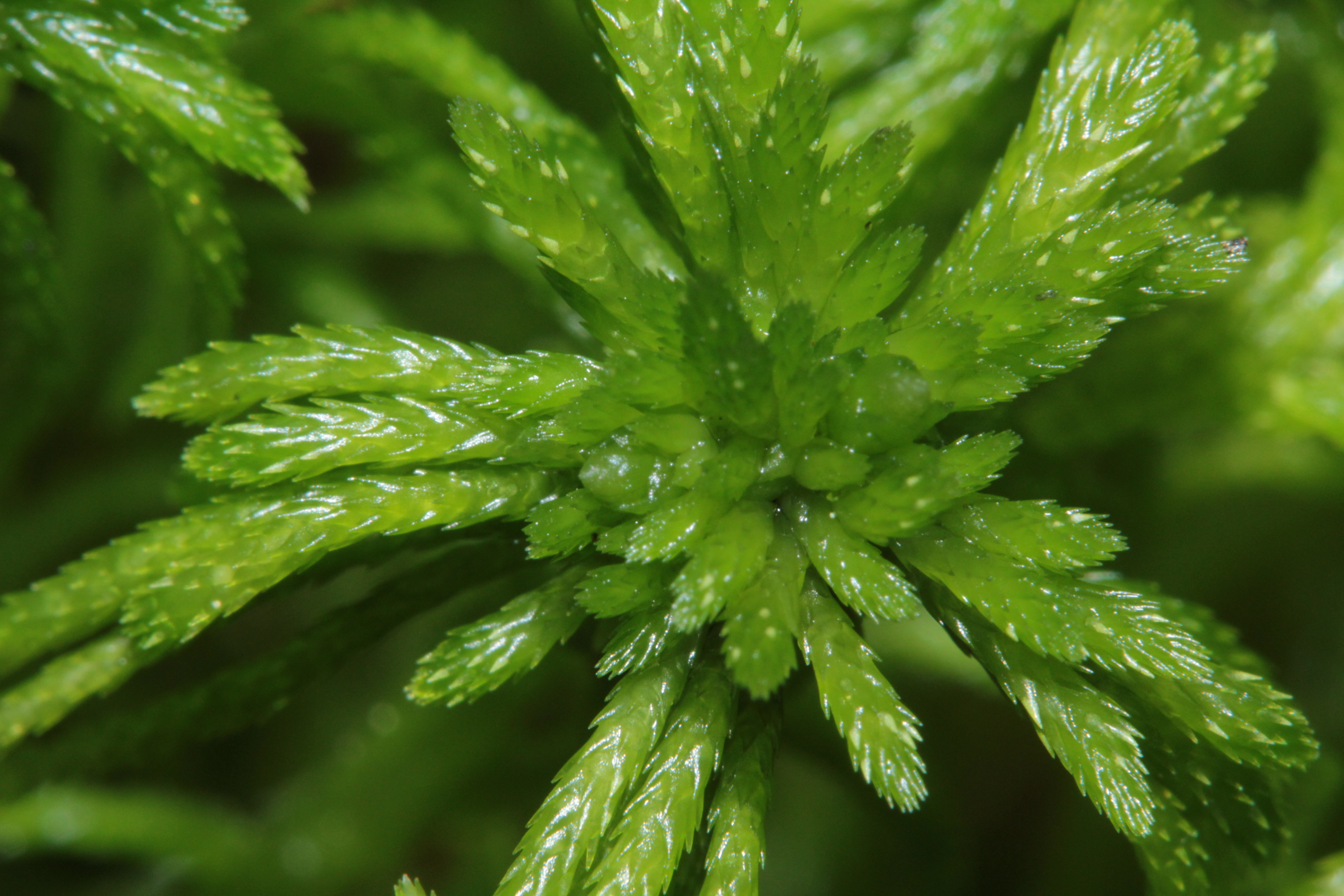 Girgensohn's Sphagnum photo 6