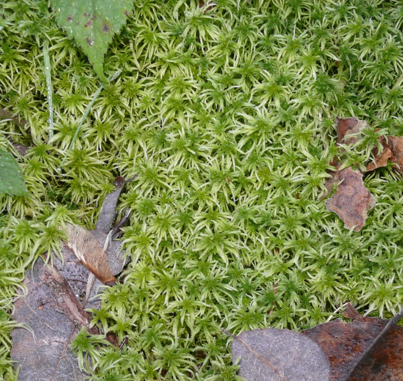 Girgensohn's Sphagnum