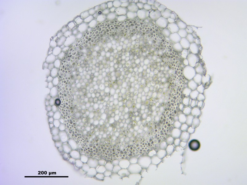 Girgensohn's Sphagnum photo 8