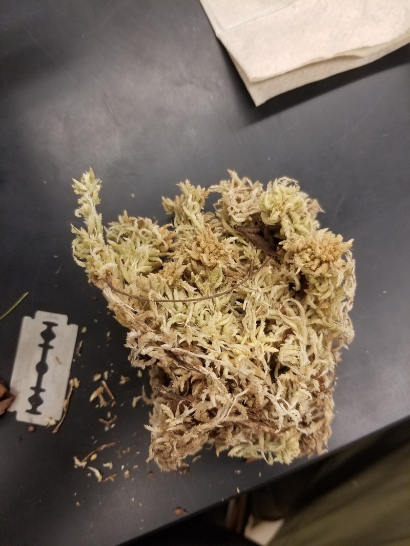 Henry's Sphagnum