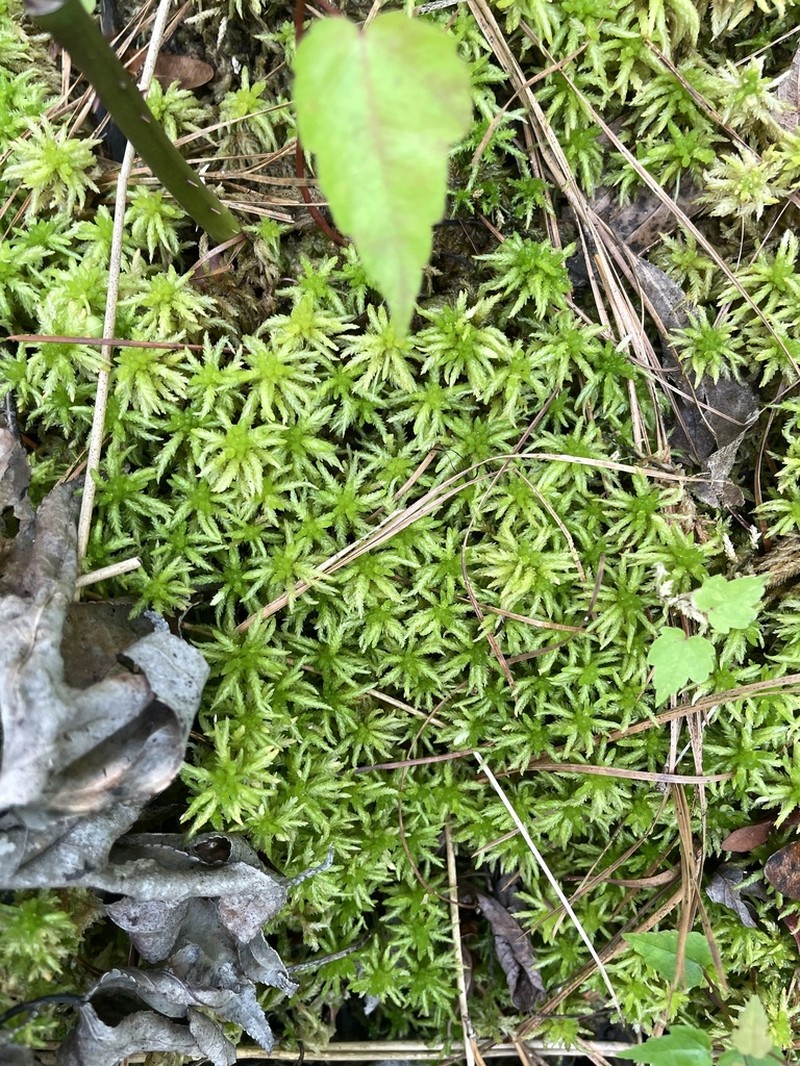 Henry's Sphagnum photo 2