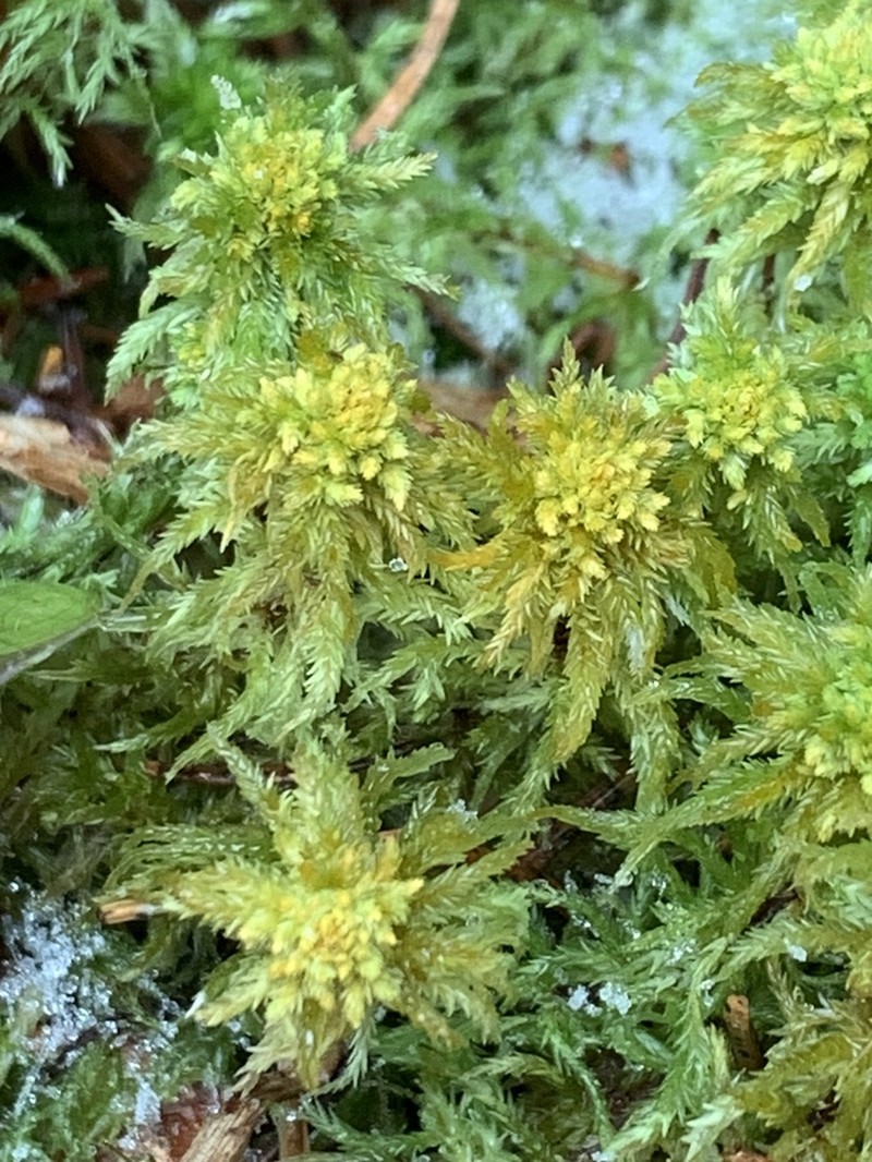 Water Sphagnum photo 2