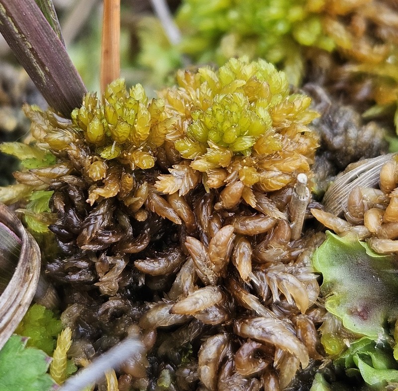 Water Sphagnum photo 3