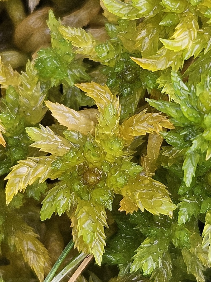 Water Sphagnum photo 4