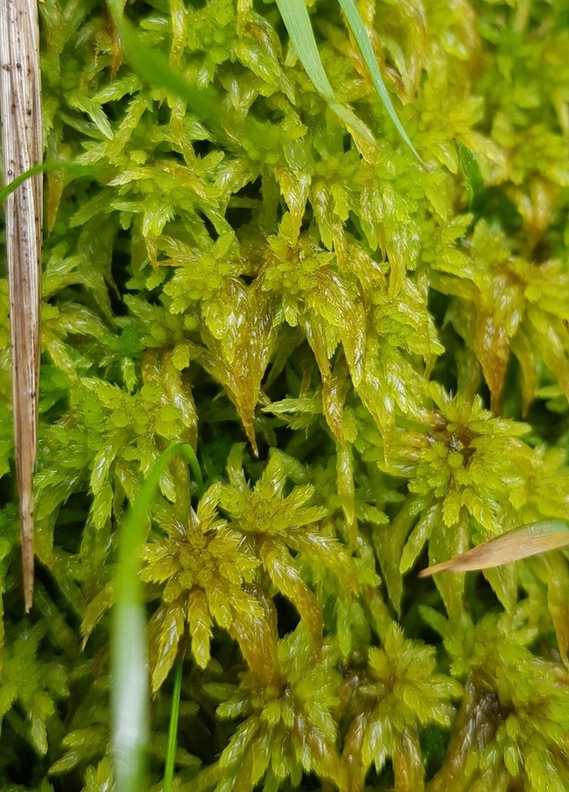 Water Sphagnum photo 5