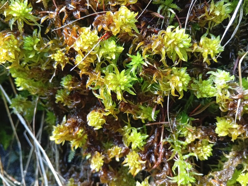 Water Sphagnum photo 6