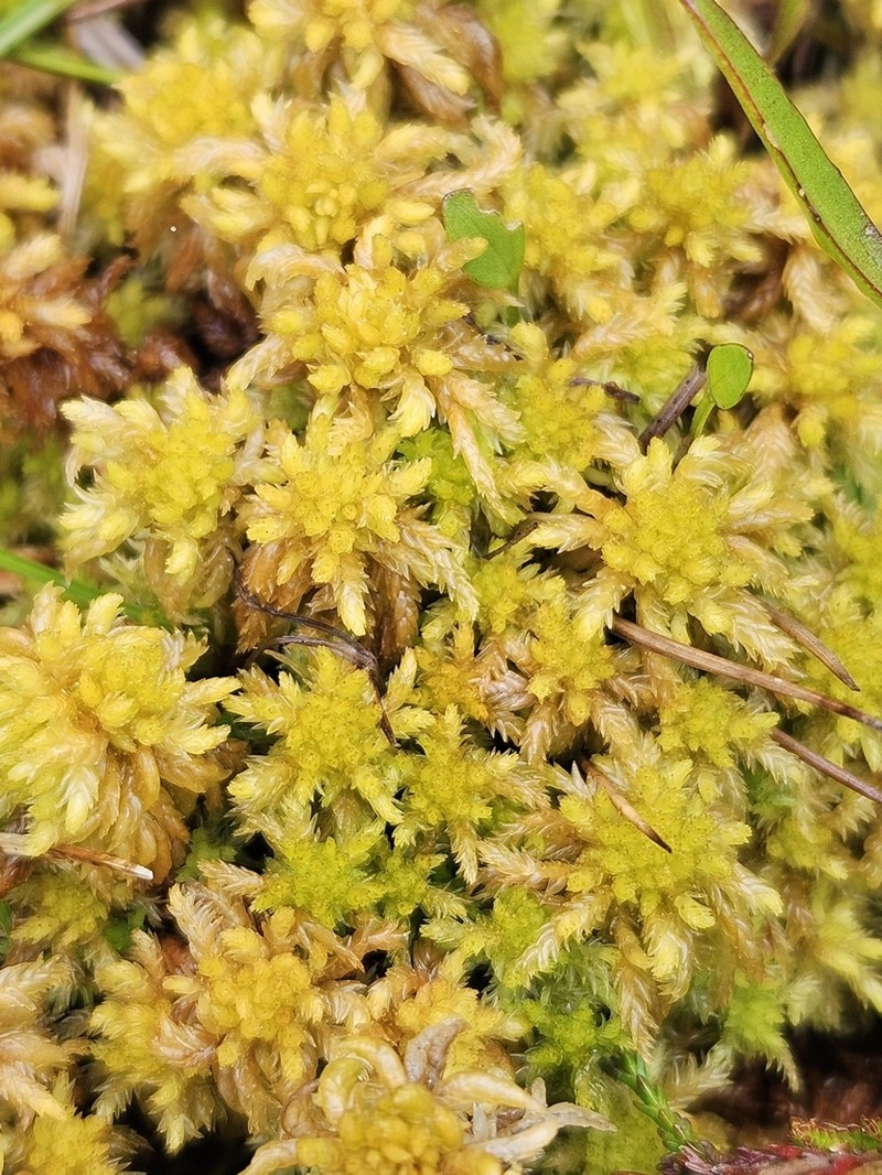 Water Sphagnum photo 7
