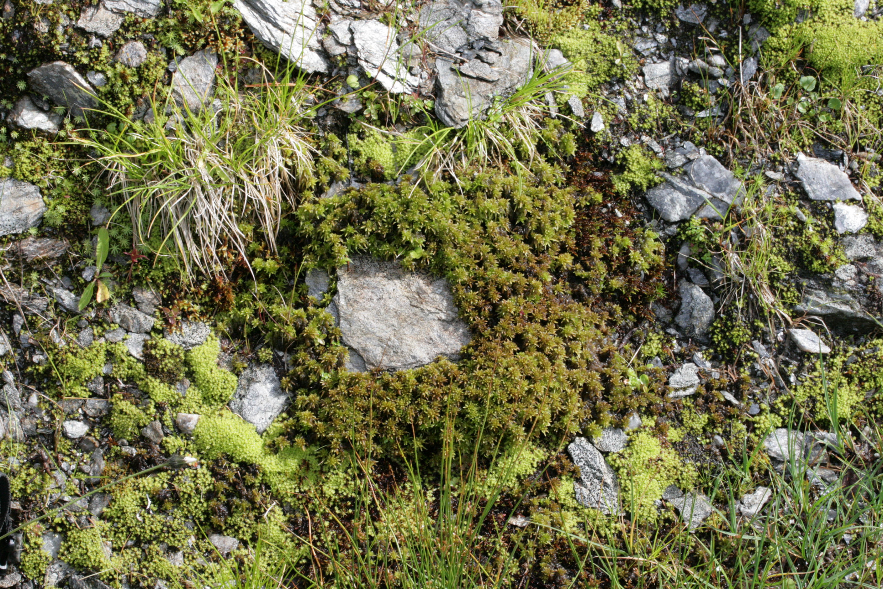 Water Sphagnum photo 2