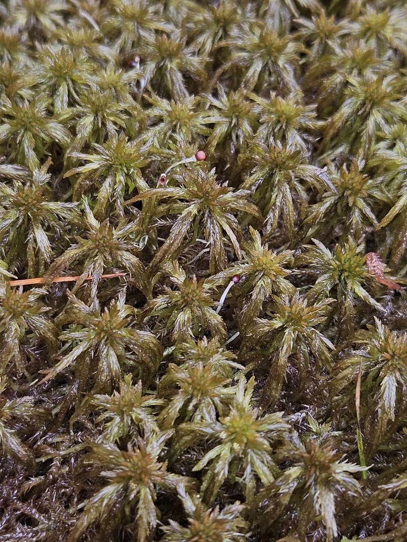 Jensen's Sphagnum