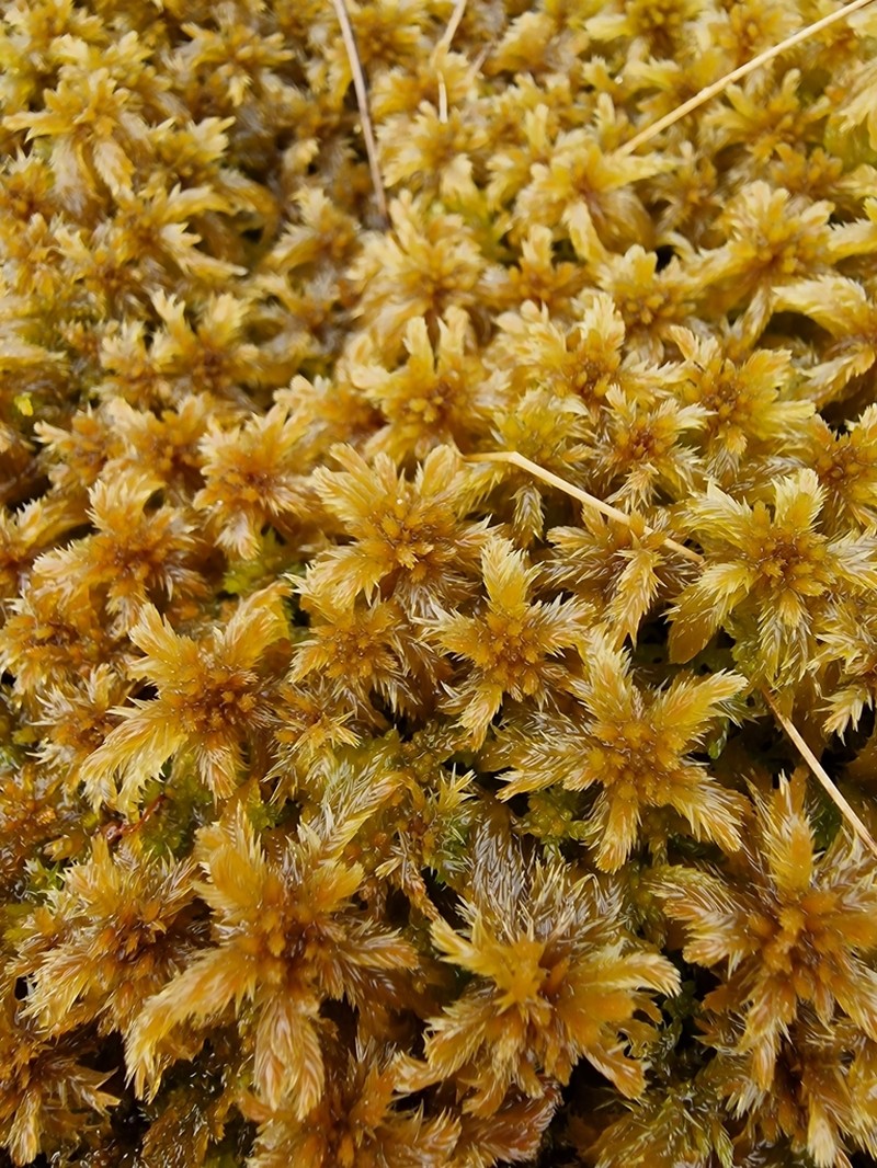 Jensen's Sphagnum photo 2