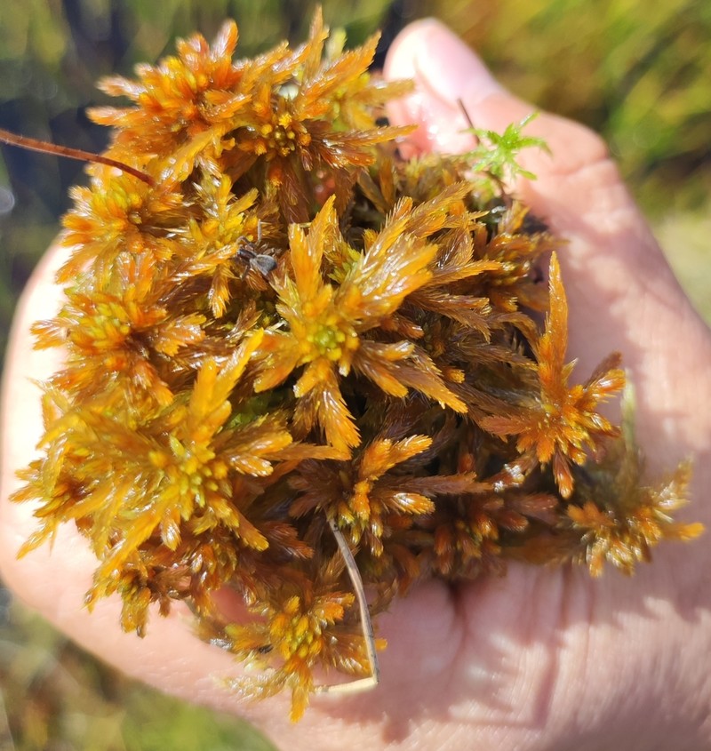 Jensen's Sphagnum photo 3