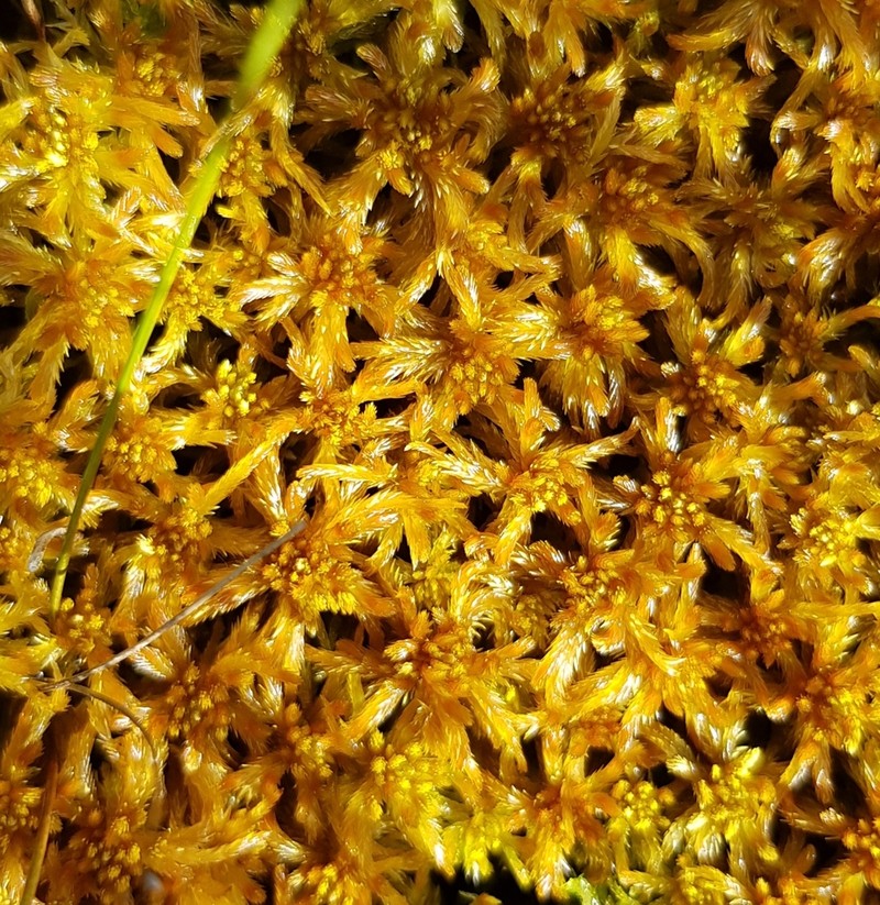 Jensen's Sphagnum photo 4