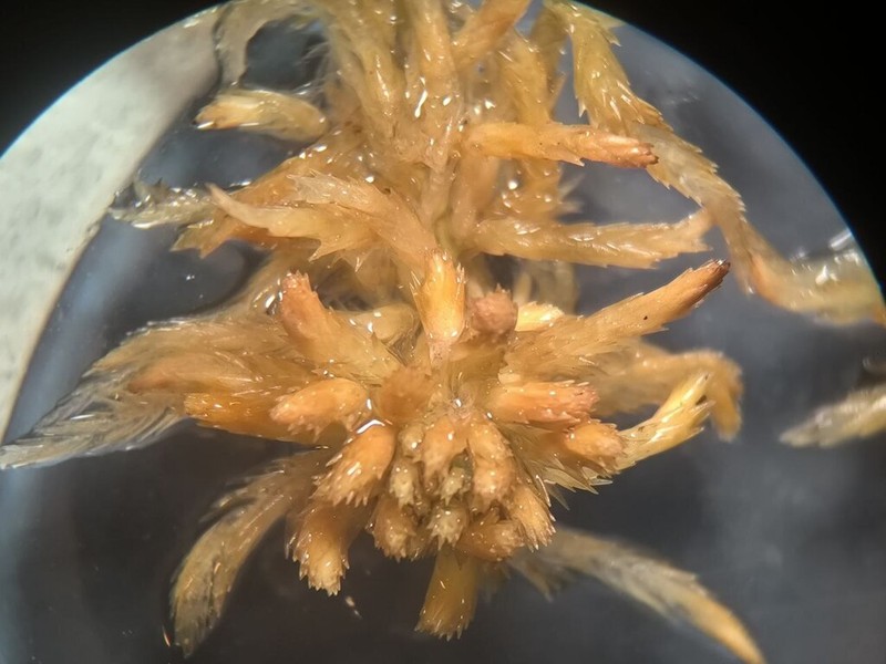 Jensen's Sphagnum photo 5