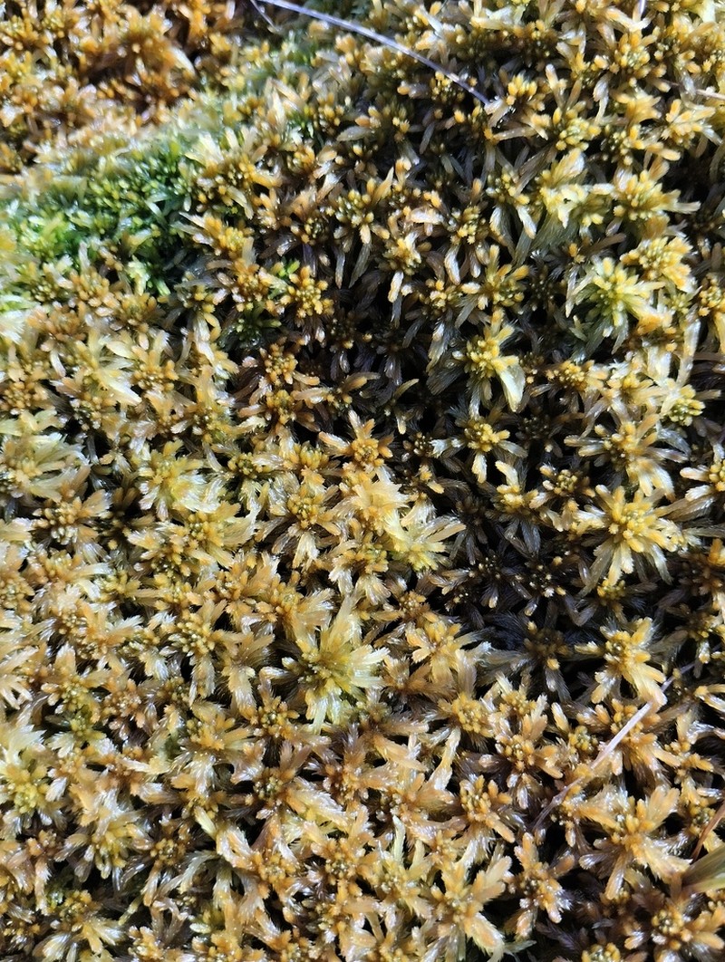 Jensen's Sphagnum photo 6