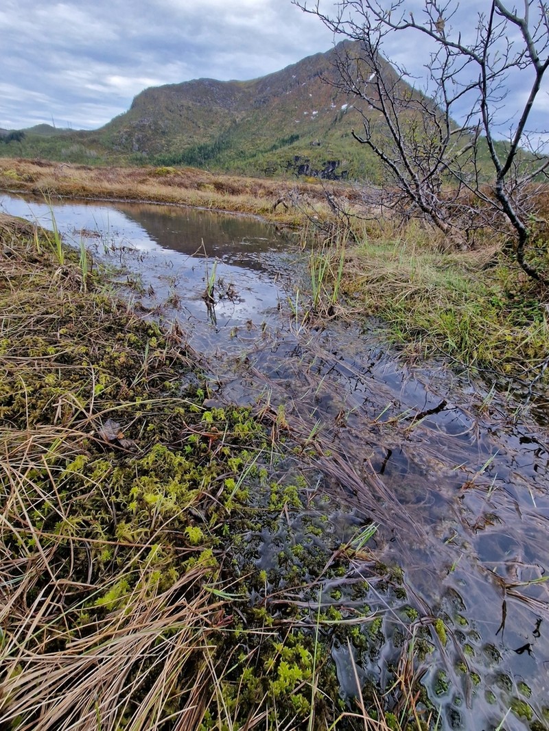 Jensen's Sphagnum photo 7