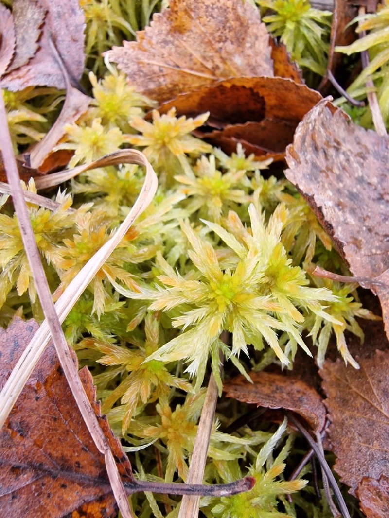 Jensen's Sphagnum photo 8