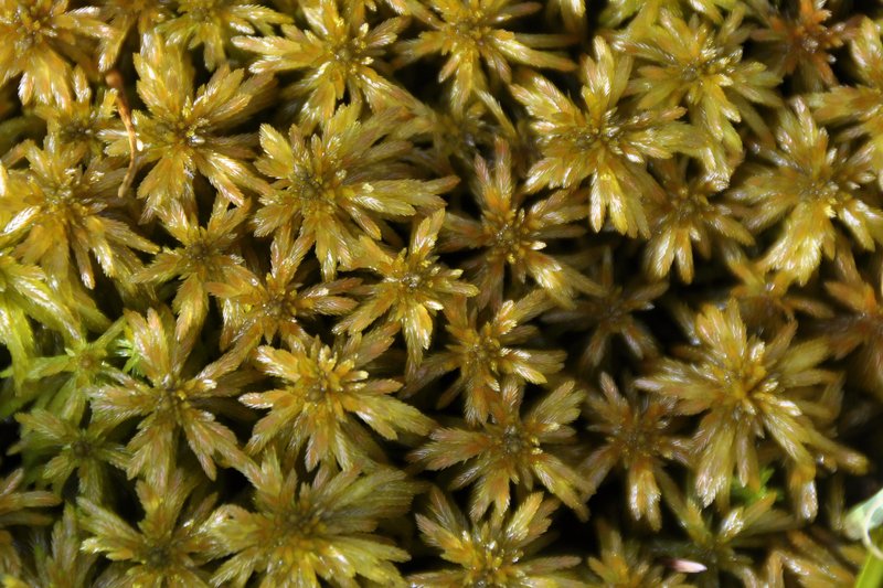 Jensen's Sphagnum