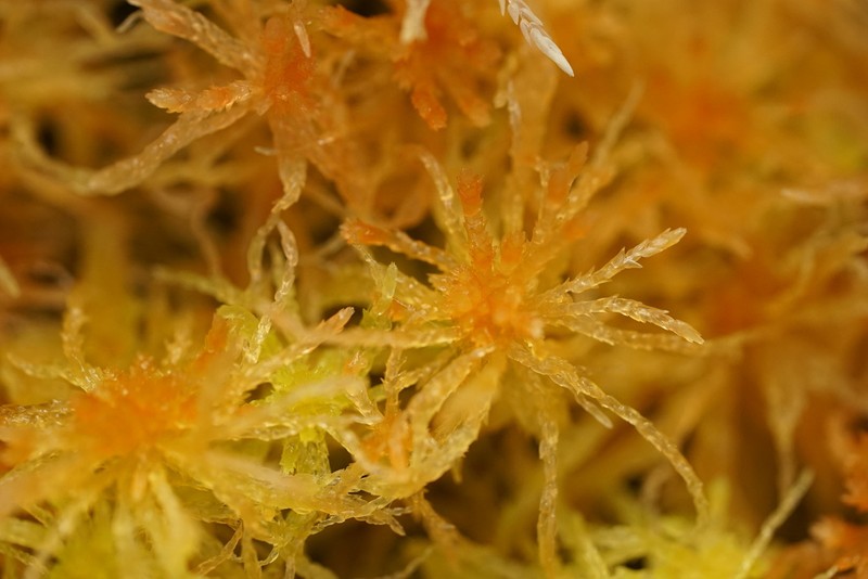 Junghuhn's Sphagnum
