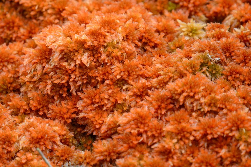 Junghuhn's Sphagnum photo 2