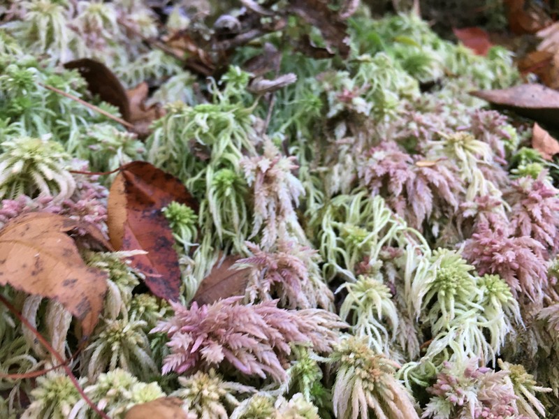 Junghuhn's Sphagnum photo 3
