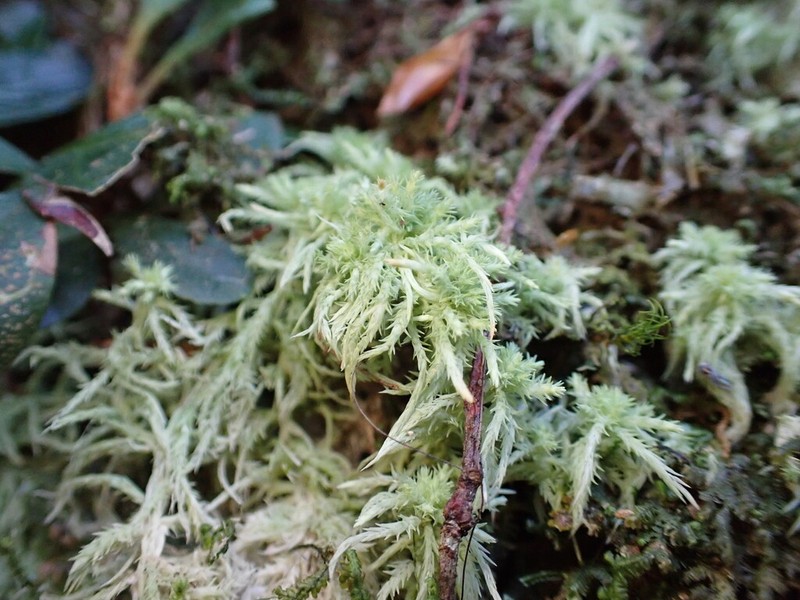 Junghuhn's Sphagnum photo 4