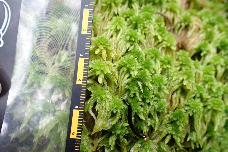 Junghuhn's Sphagnum photo 5