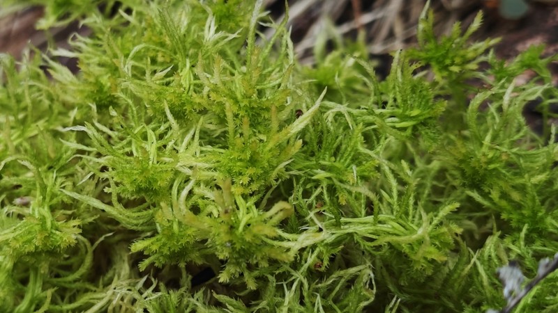 Junghuhn's Sphagnum photo 6