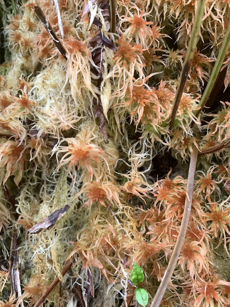 Junghuhn's Sphagnum photo 7