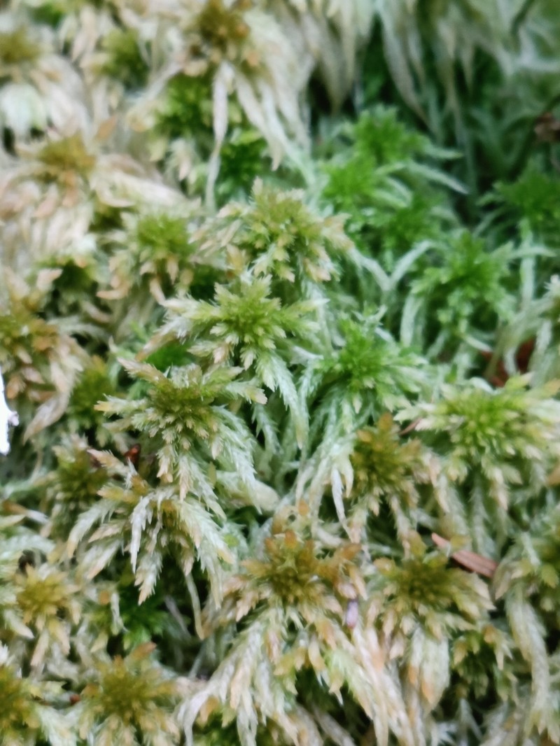 Junghuhn's Sphagnum photo 8