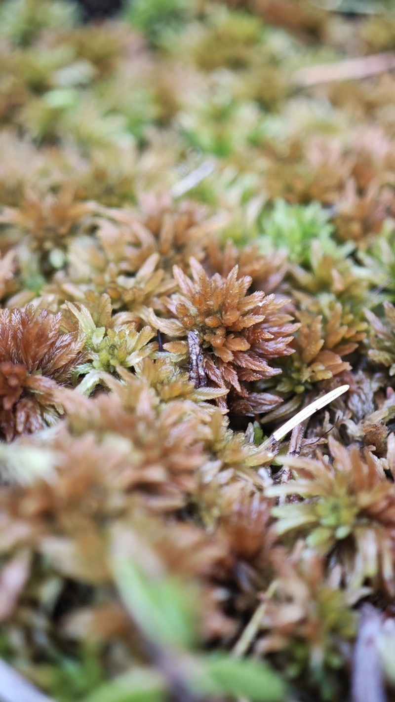 Sphagnum