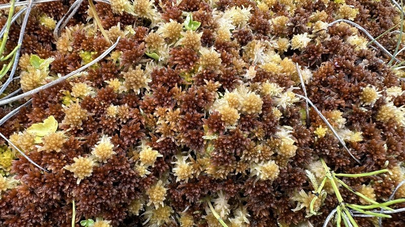 Sphagnum photo 2