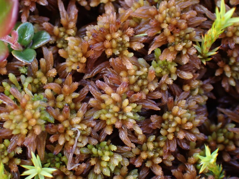 Sphagnum photo 3