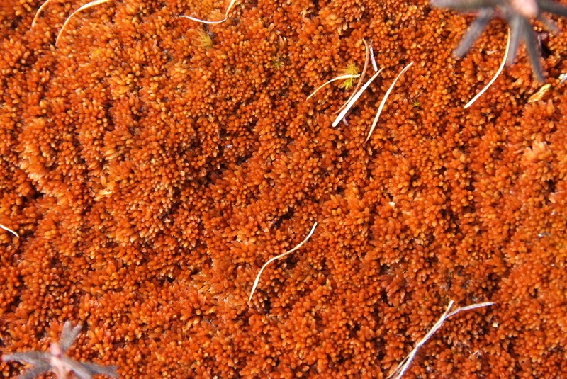Sphagnum photo 4