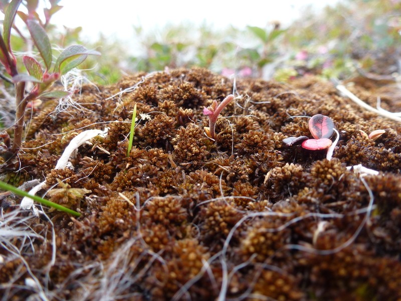 Sphagnum photo 5