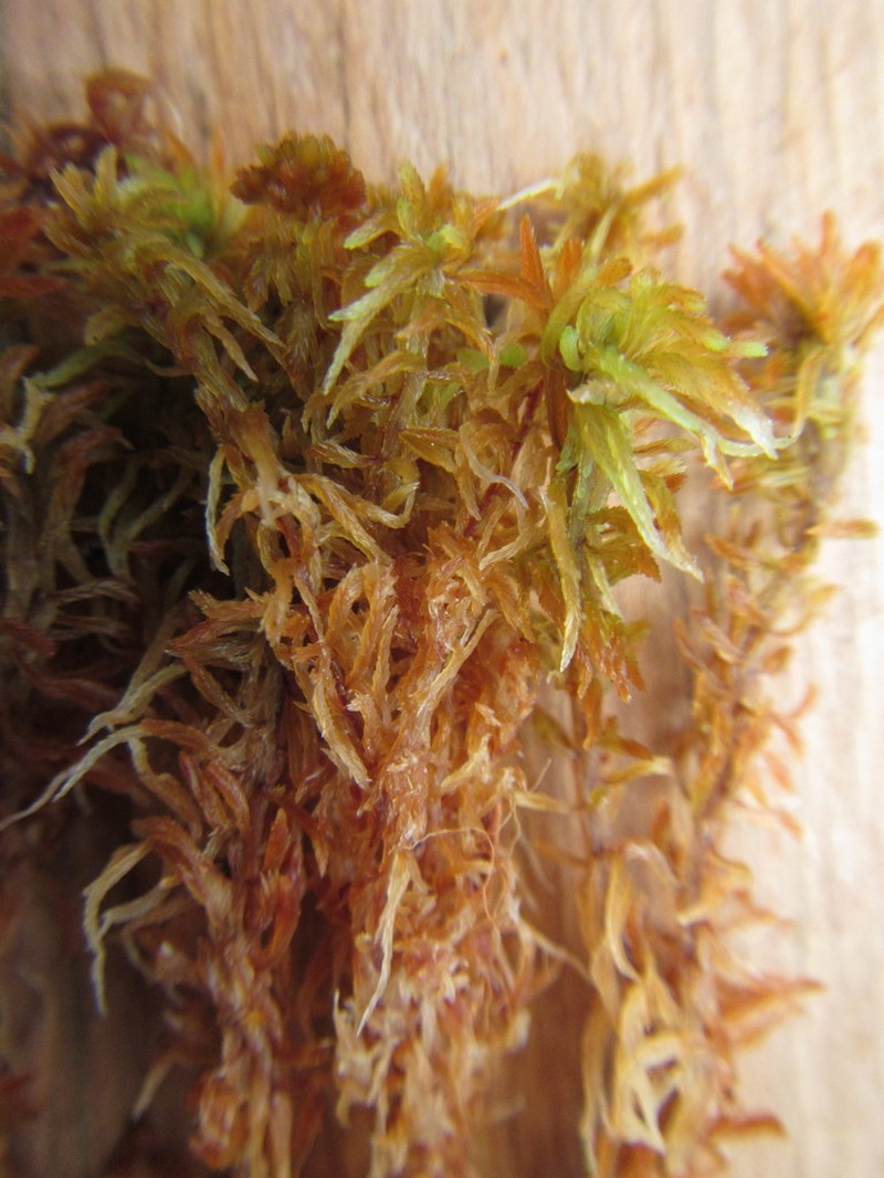 Sphagnum photo 6