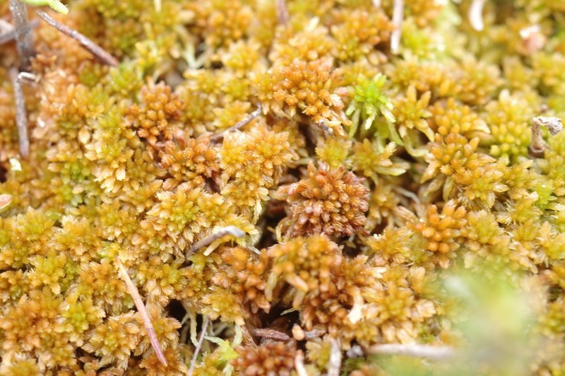 Sphagnum photo 7