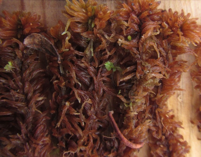 Sphagnum photo 8