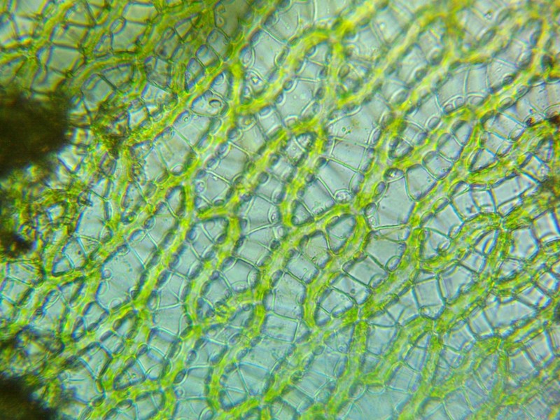 Lescur's Sphagnum