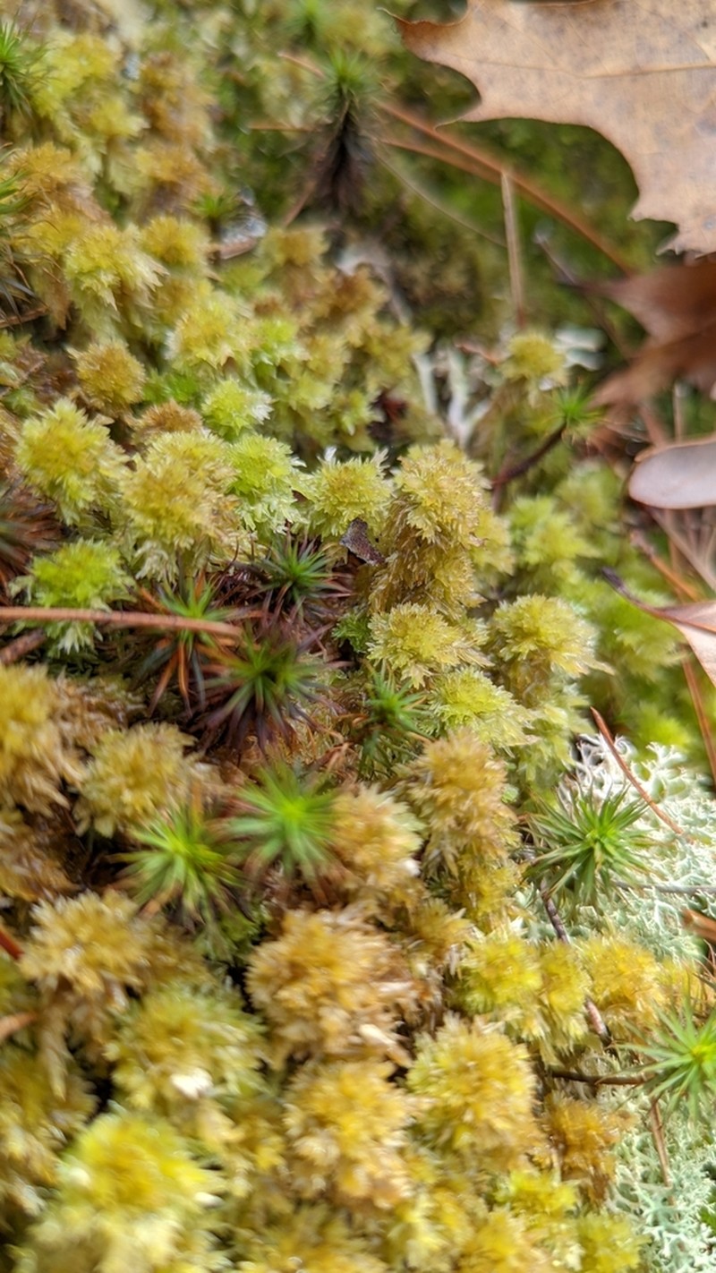 Lescur's Sphagnum photo 2