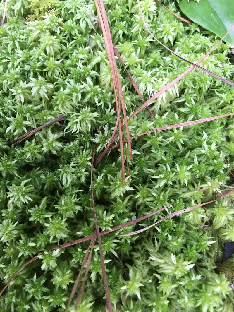 Lescur's Sphagnum photo 3