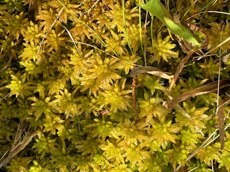Lescur's Sphagnum photo 4