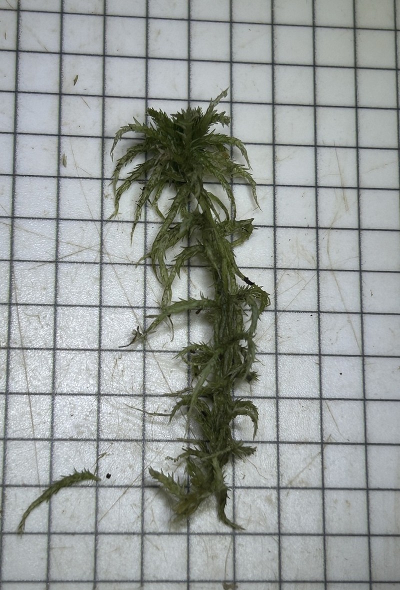 Lescur's Sphagnum photo 5