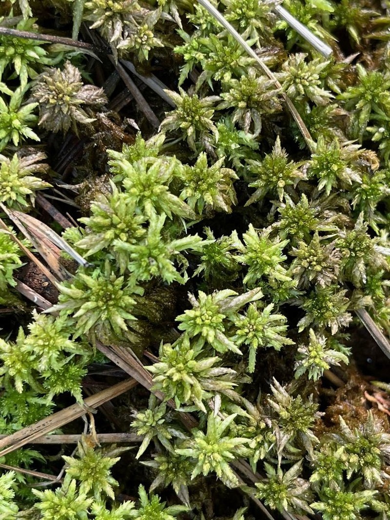 Lescur's Sphagnum photo 6
