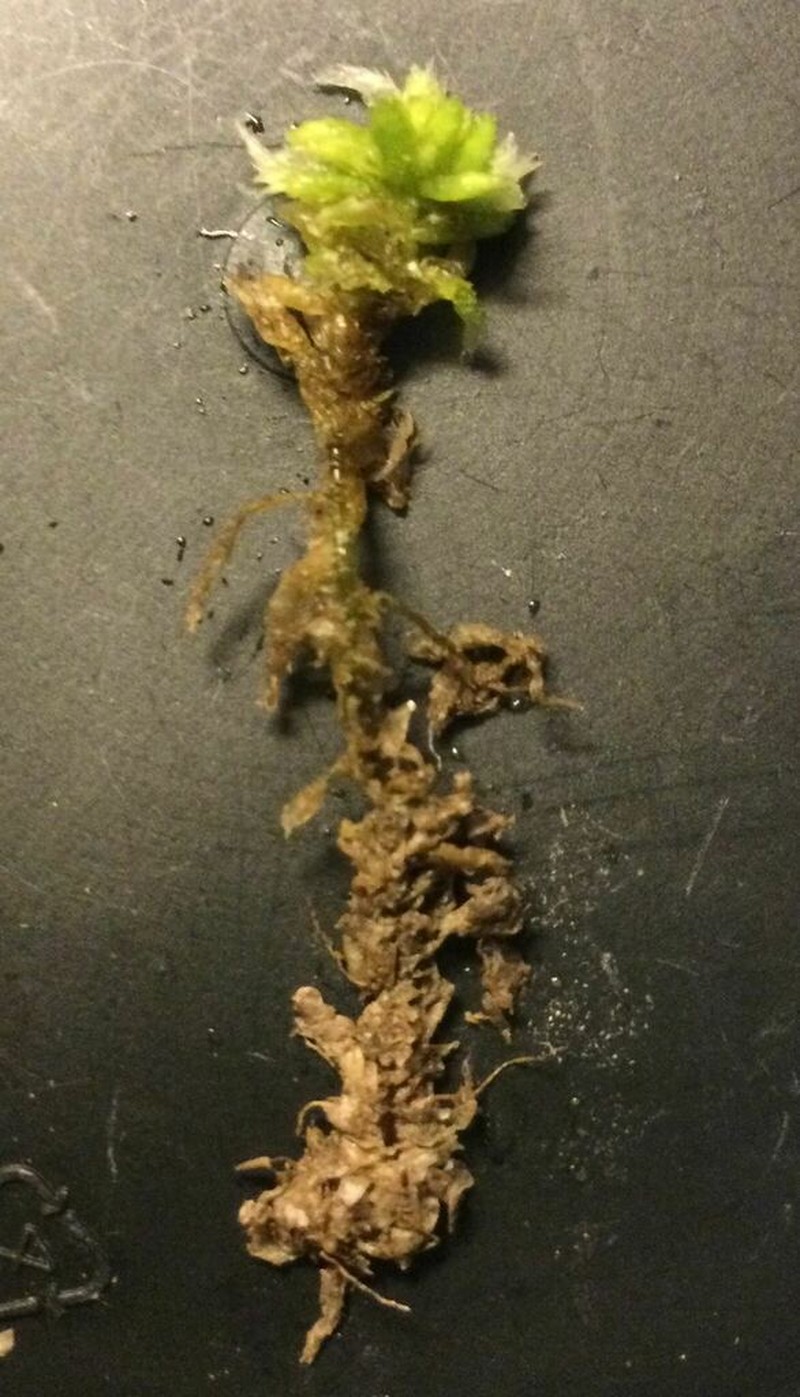 Lescur's Sphagnum photo 7