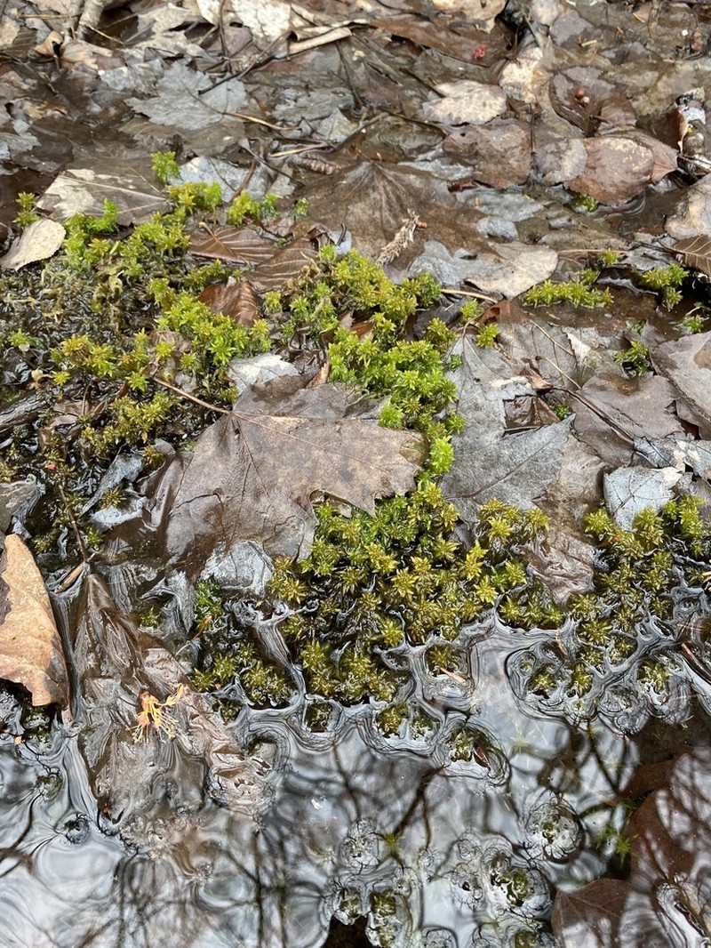Lescur's Sphagnum photo 8
