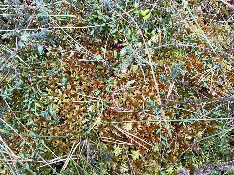 Lindberg's Sphagnum