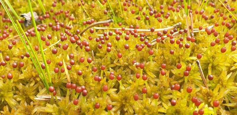 Lindberg's Sphagnum photo 2