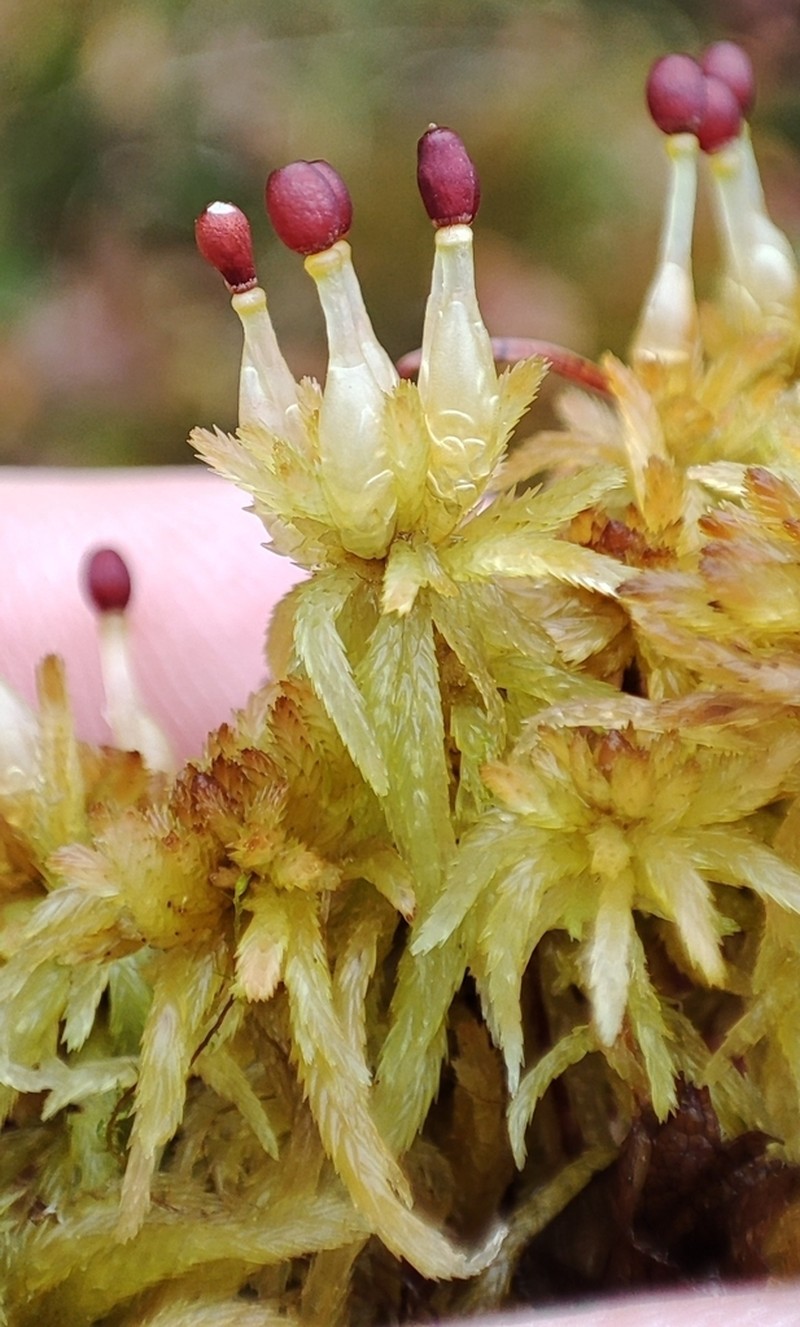 Lindberg's Sphagnum photo 3