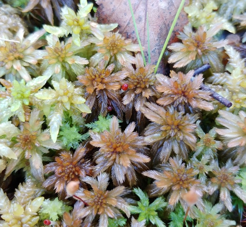 Lindberg's Sphagnum photo 4